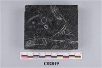 藏品(笛珊瑚)的圖片